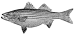 Striped Bass