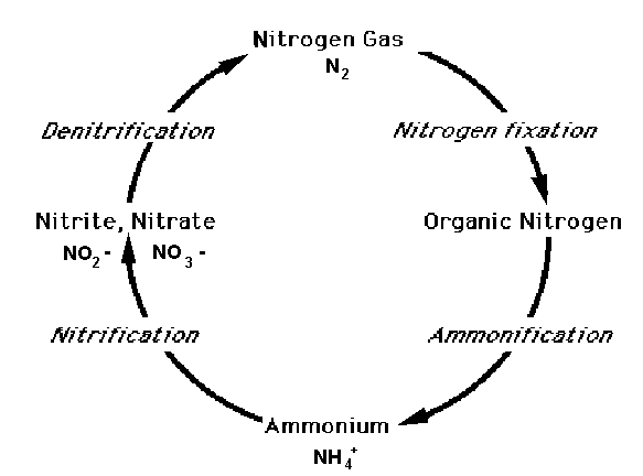 Nitrogen Cycle Diagram With Explanation