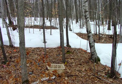 trees