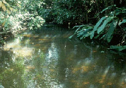 Brazil Streams