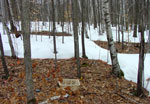 Harvard Forest LTER
