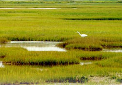 Plumb Island LTER