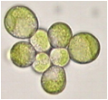 Desert green algae