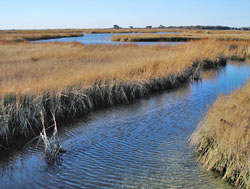 salt marsh